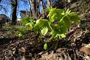 36 Elleboro verde (Helleborus viridis)